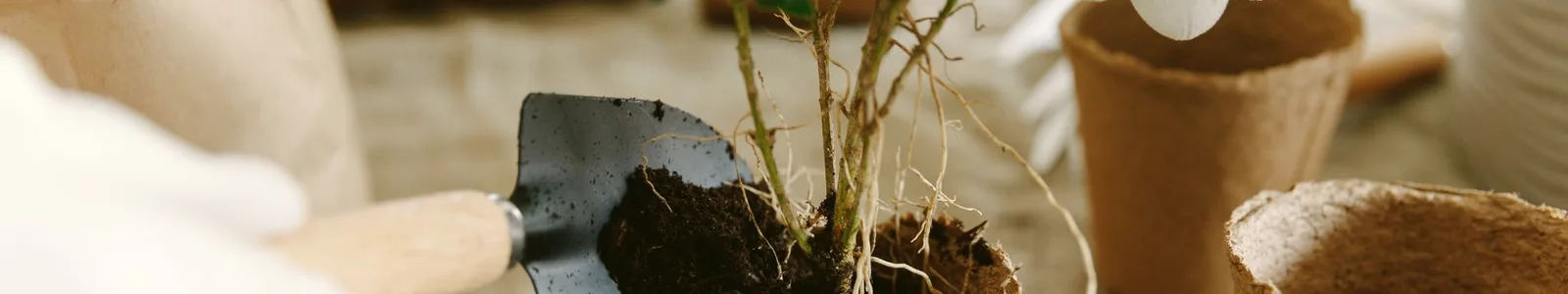 Close-up of hands planting a tree in rich soil — root ball settling into the earth
