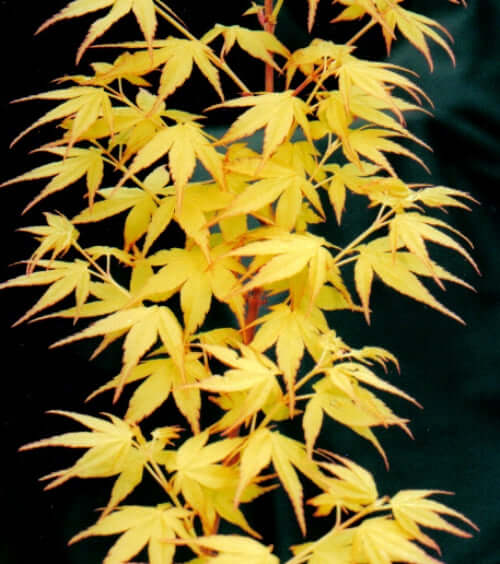 Sango-kaku Coral Bark Maple — full canopy view