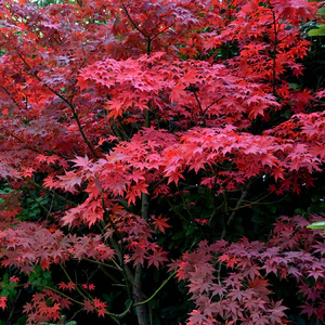 Bloodgood Japanese Maple — close-up of dark red foliage