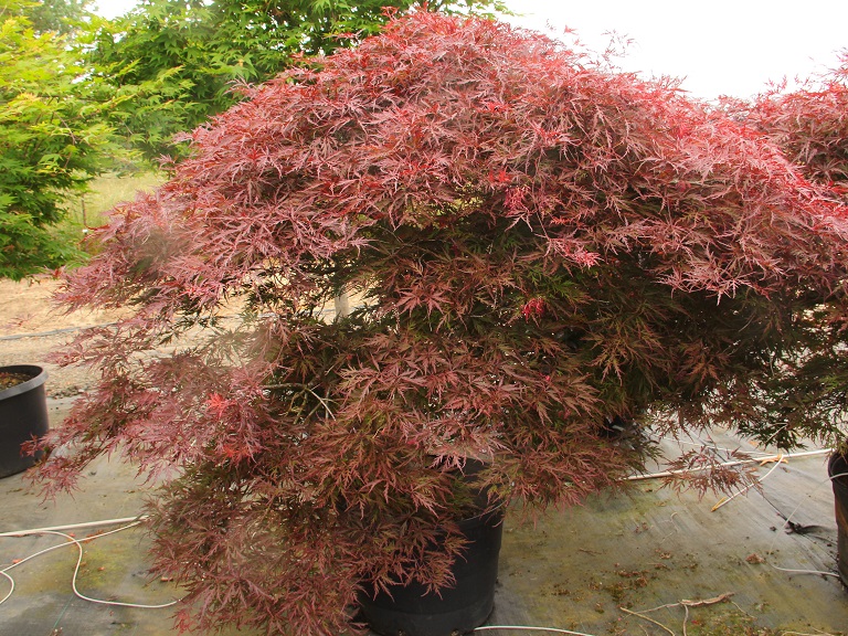 Red Dragon Japanese Maple — finely dissected crimson leaves