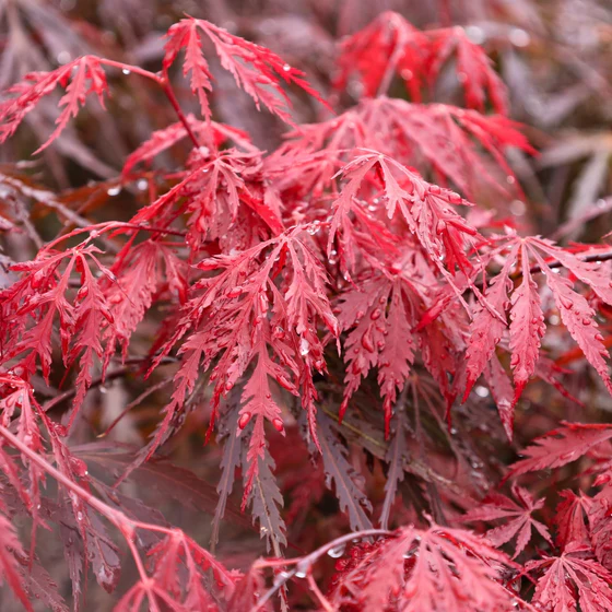 Tamukeyama Japanese Maple