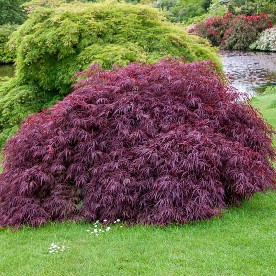 Tamukeyama Japanese Maple — deep red dissected foliage