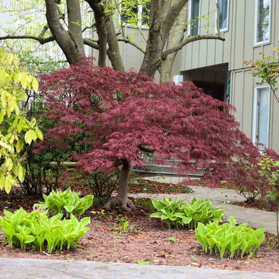 Tamukeyama Japanese Maple — layered branch architecture