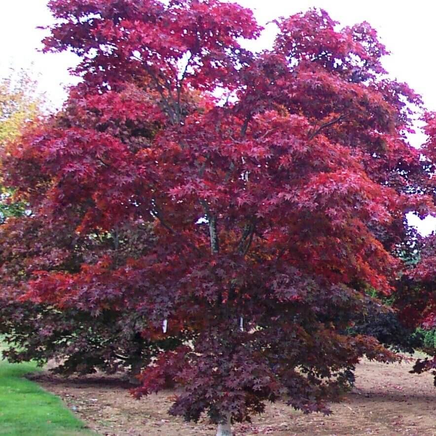Bloodgood Japanese Maple