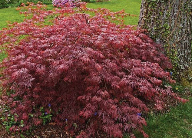 Inaba-shidare Japanese Maple — weeping branch structure