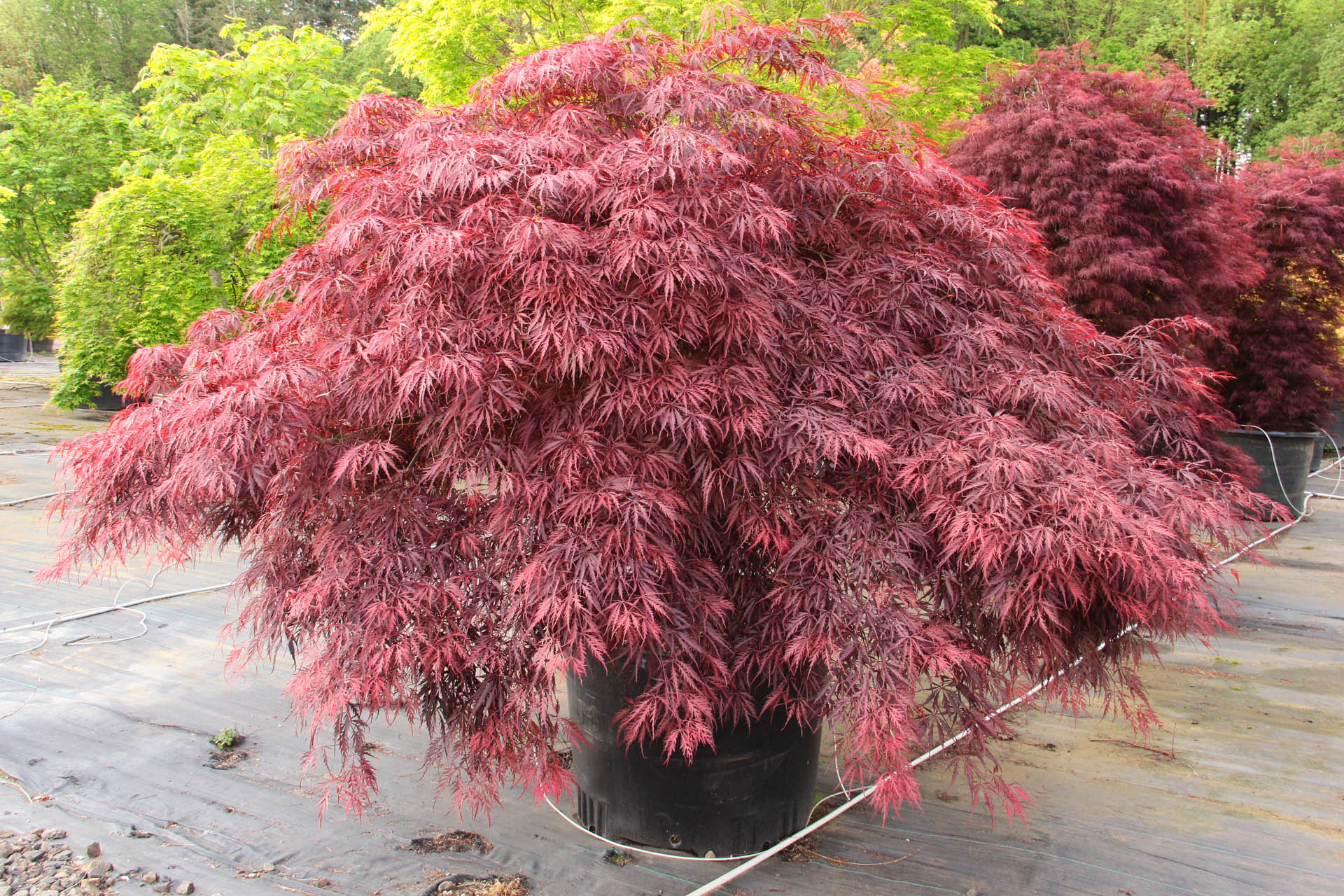 Red Dragon Japanese Maple