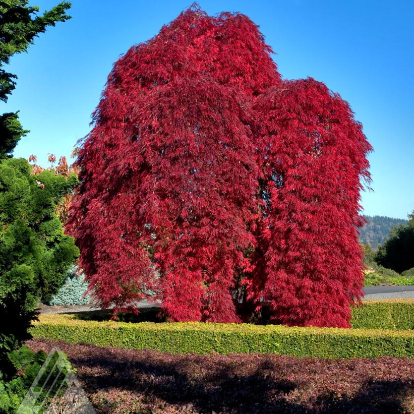Inaba-shidare Japanese Maple