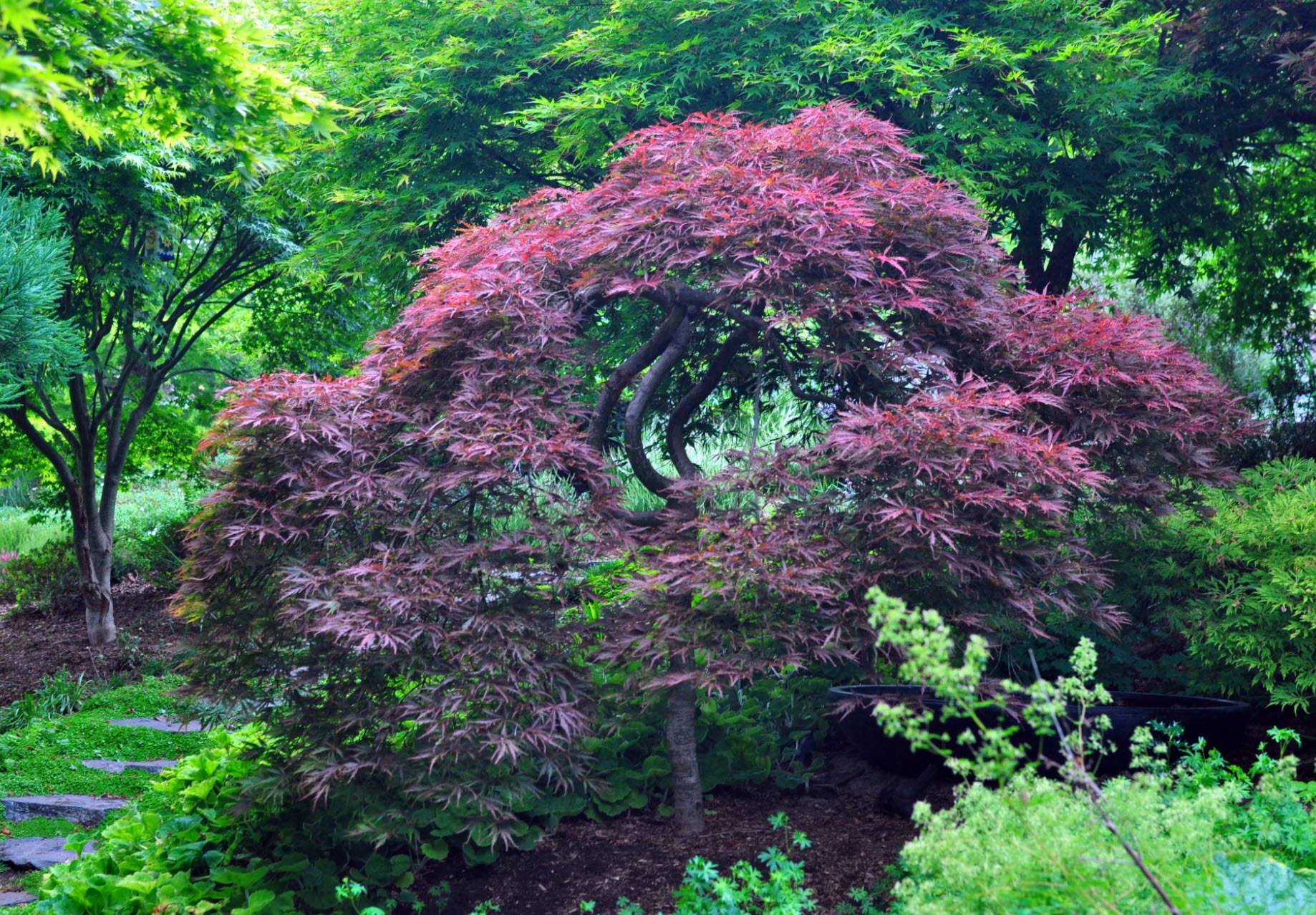 Inaba-shidare Japanese Maple — mature specimen silhouette