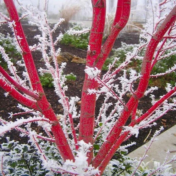 Sango-kaku Japanese Maple