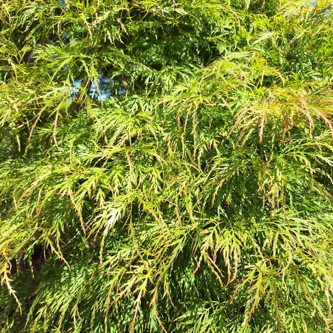 Viridis Japanese Maple