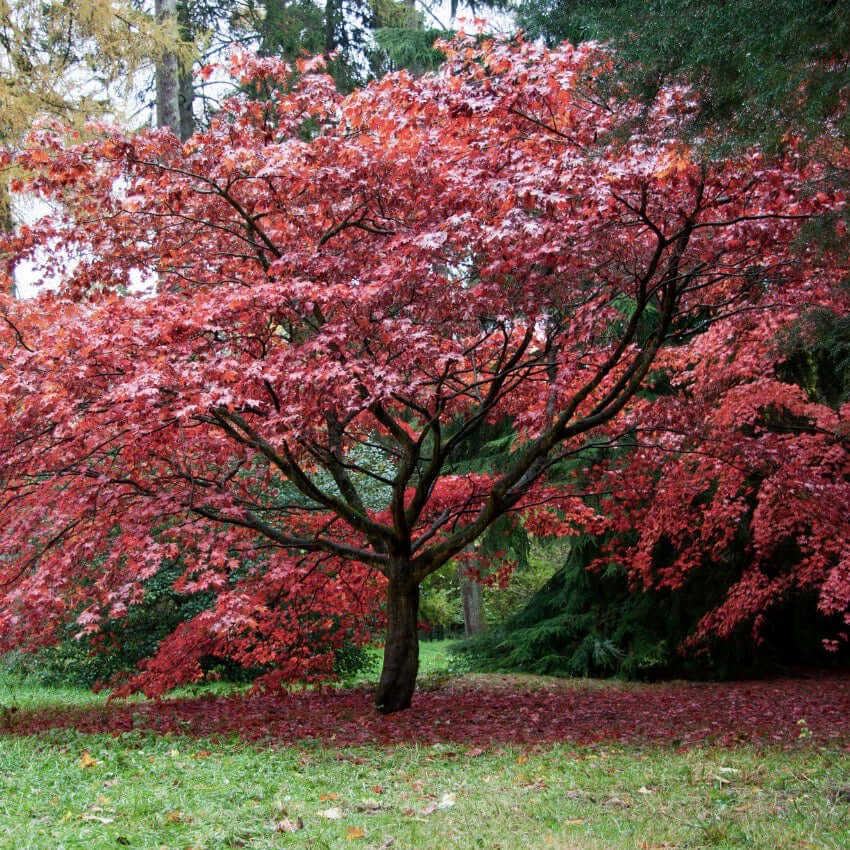 Bloodgood Japanese Maple — specimen in landscape setting