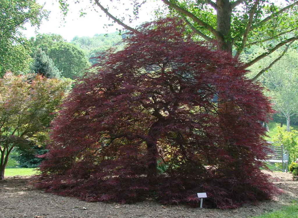 Red Dragon Japanese Maple — mature landscape specimen