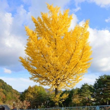Autumn Gold Ginkgo — specimen showing pyramidal form