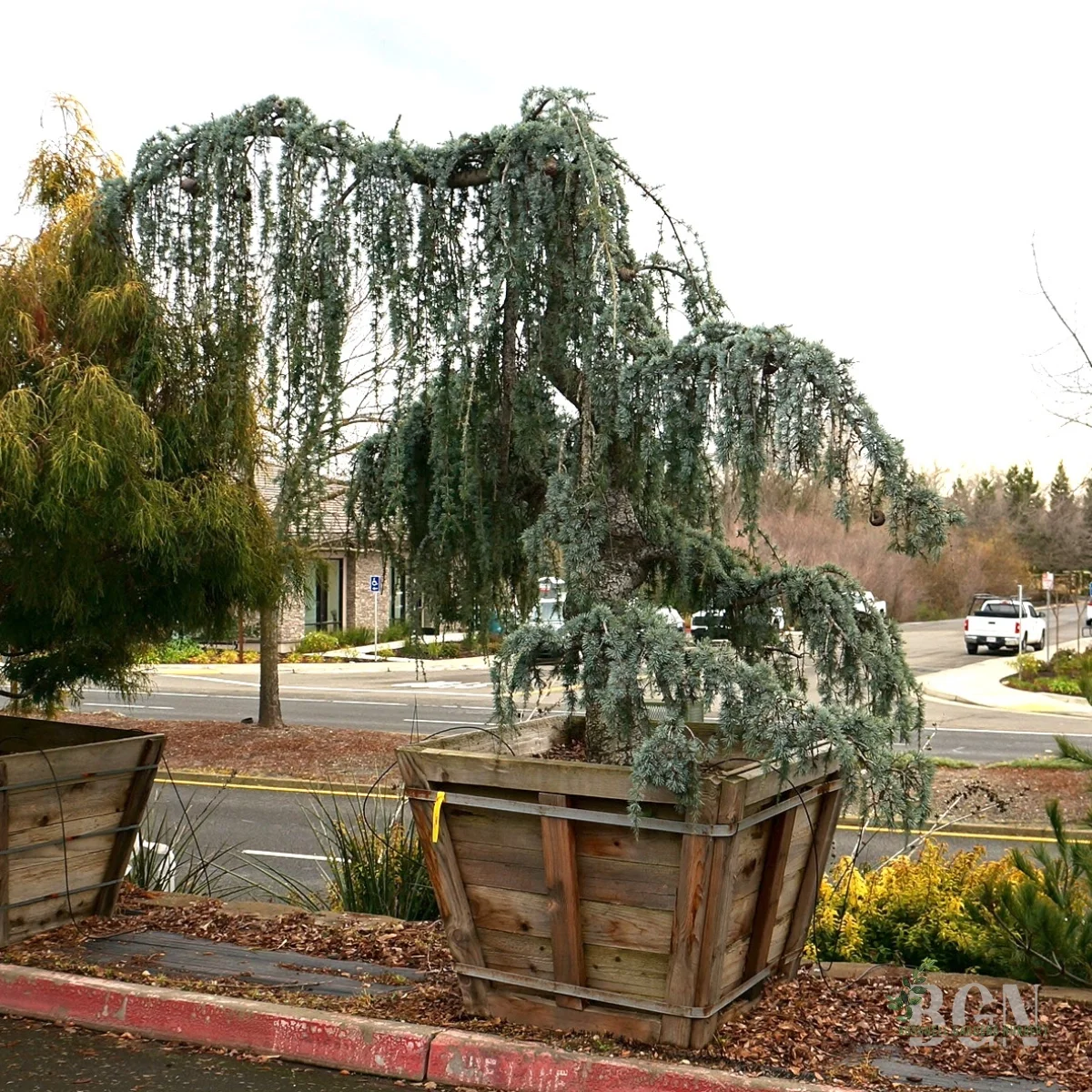 Blue Atlas Cedar
