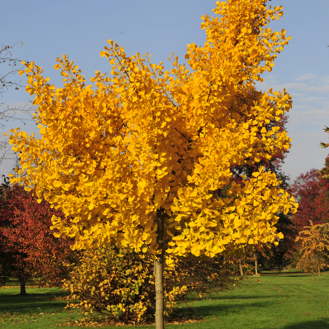Autumn Gold Ginkgo