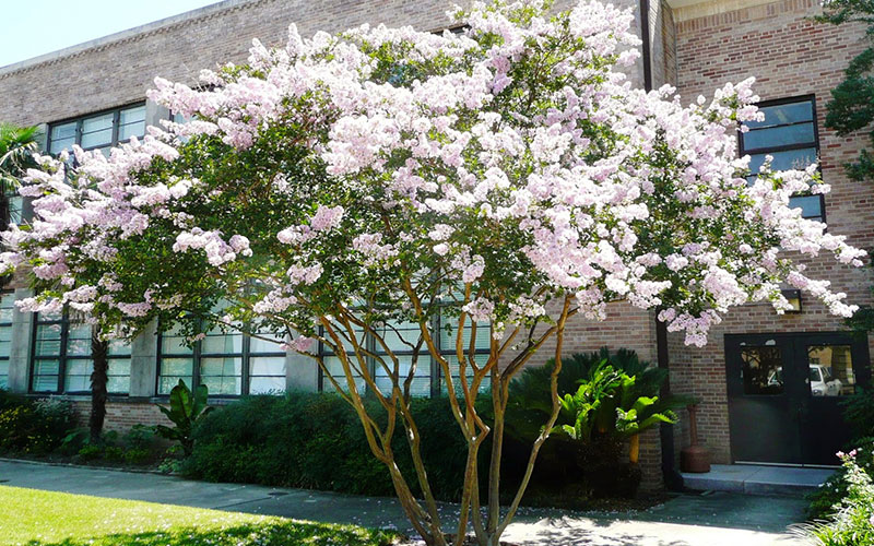 Crape Myrtle — multi-trunk form with exfoliating bark