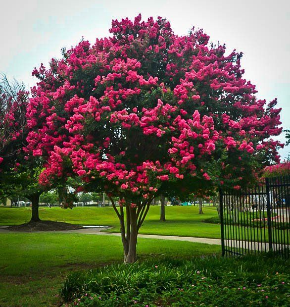 Crape Myrtle