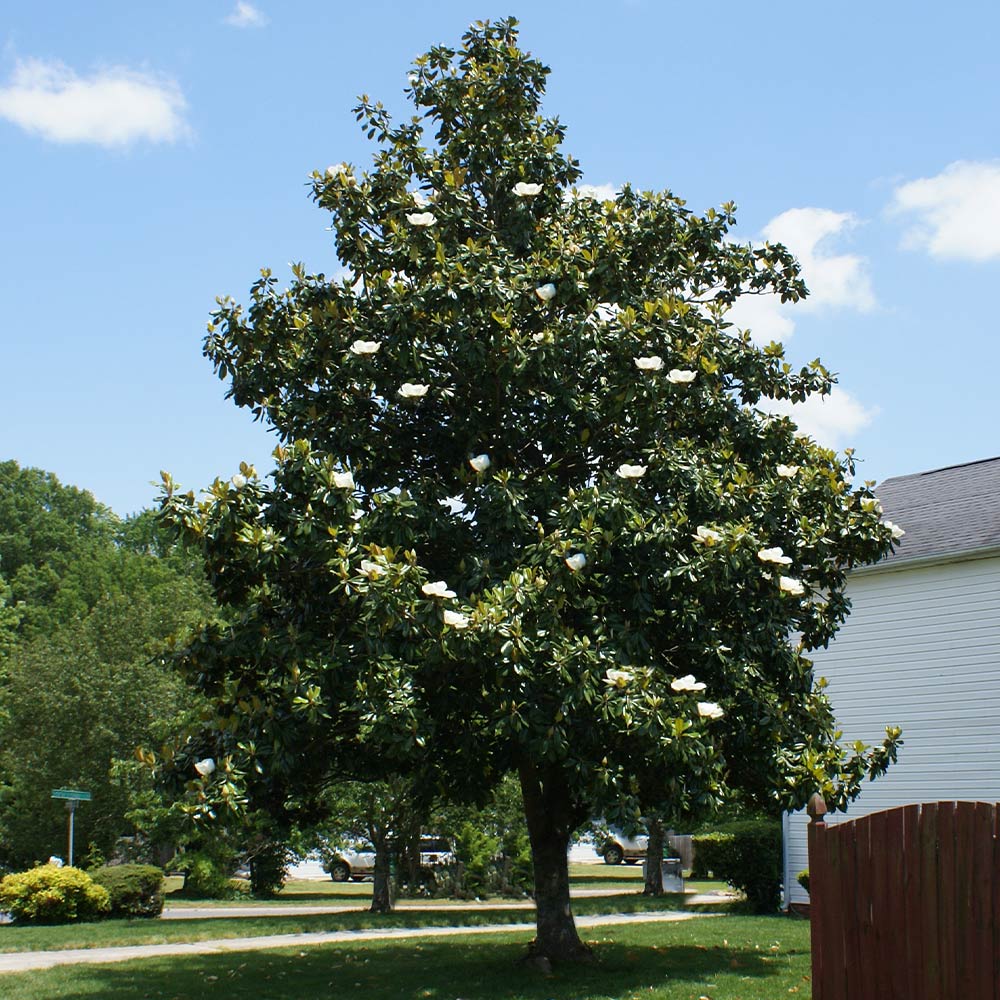 Southern Magnolia — white blossom and waxy foliage