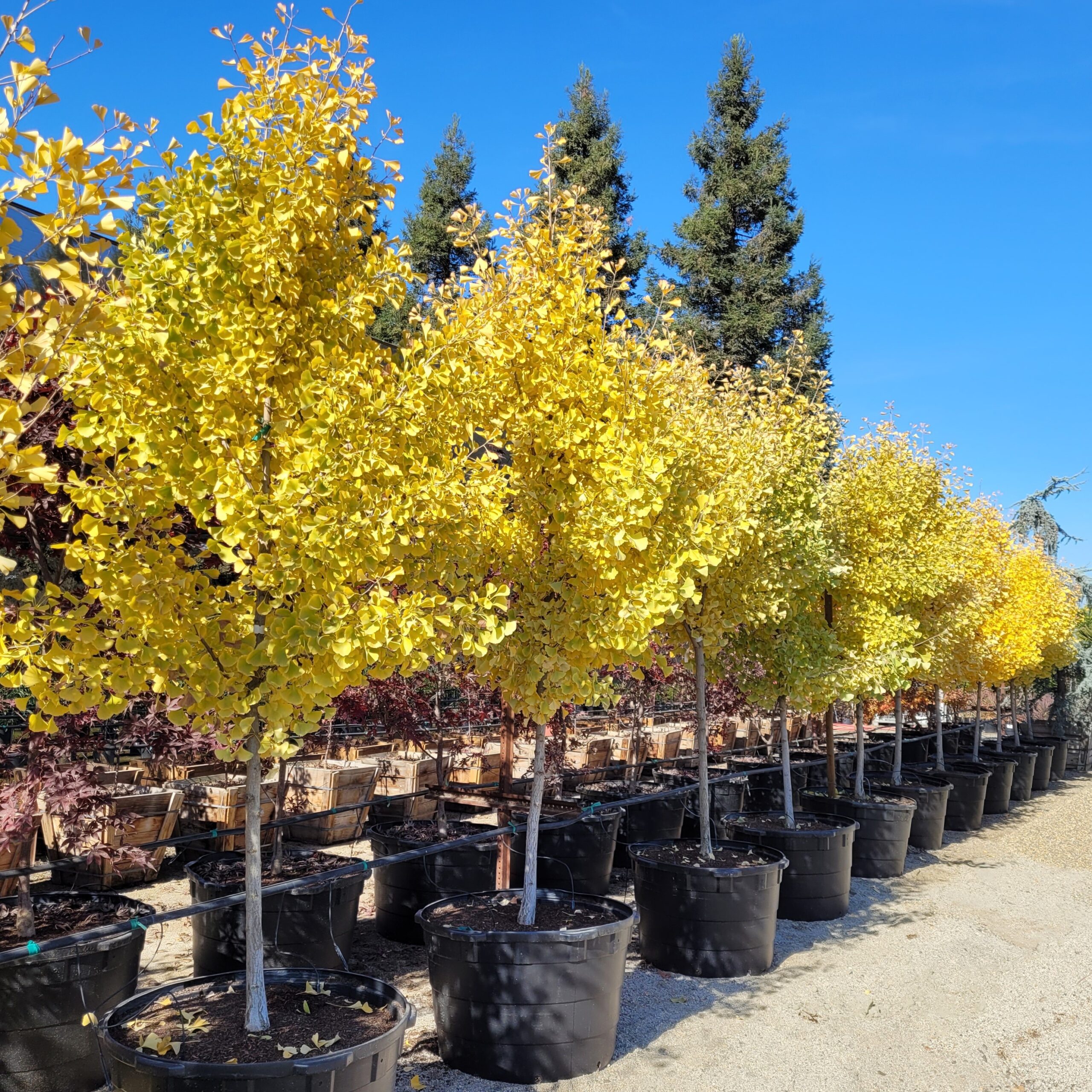 Autumn Gold Ginkgo — fan-shaped leaves in fall color