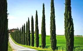 Italian Cypress
