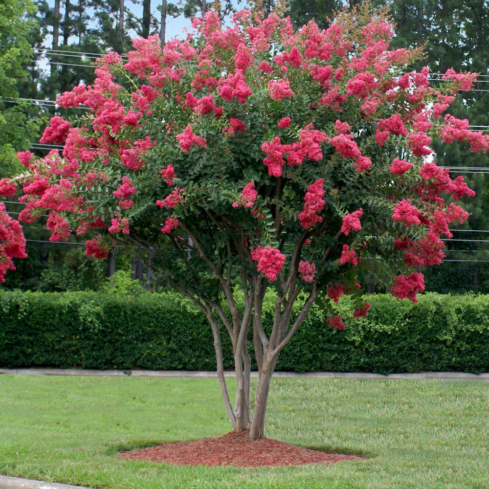Crape Myrtle — Tuscarora variety in full bloom