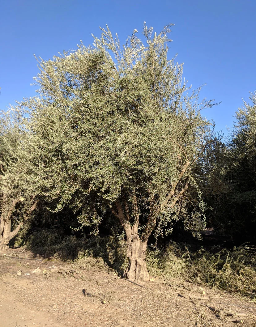 Ancient Fruitless Olive — silvered foliage and sculptural trunk