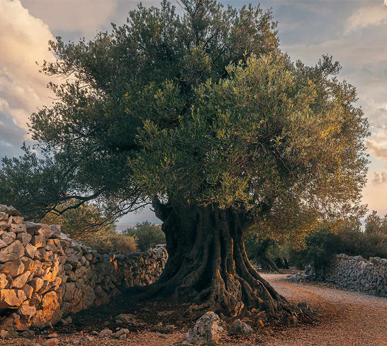 Ancient Fruitless Olive