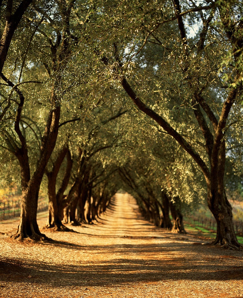 Ancient Fruitless Olive — grove of twisted specimens