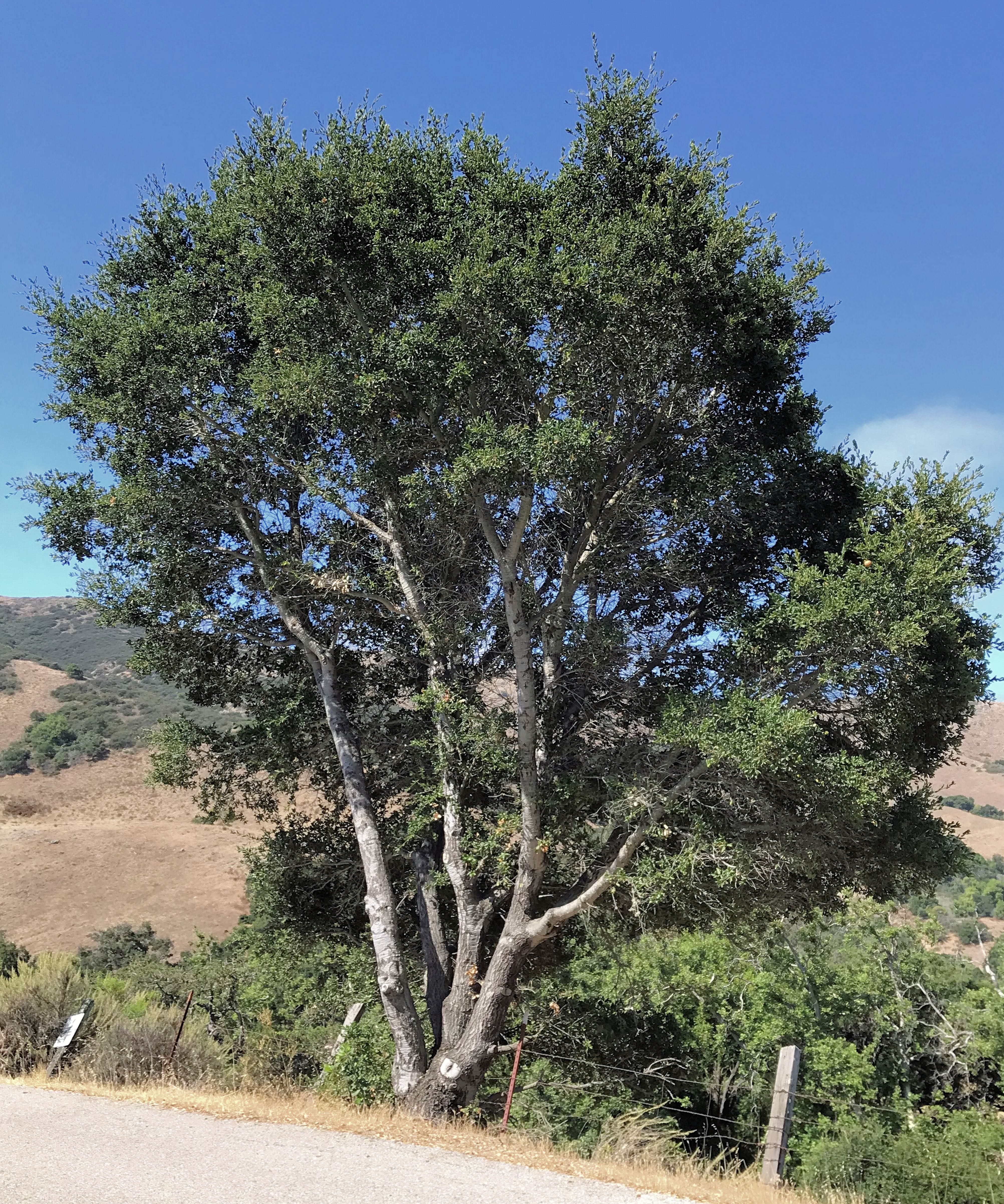 Coast Live Oak