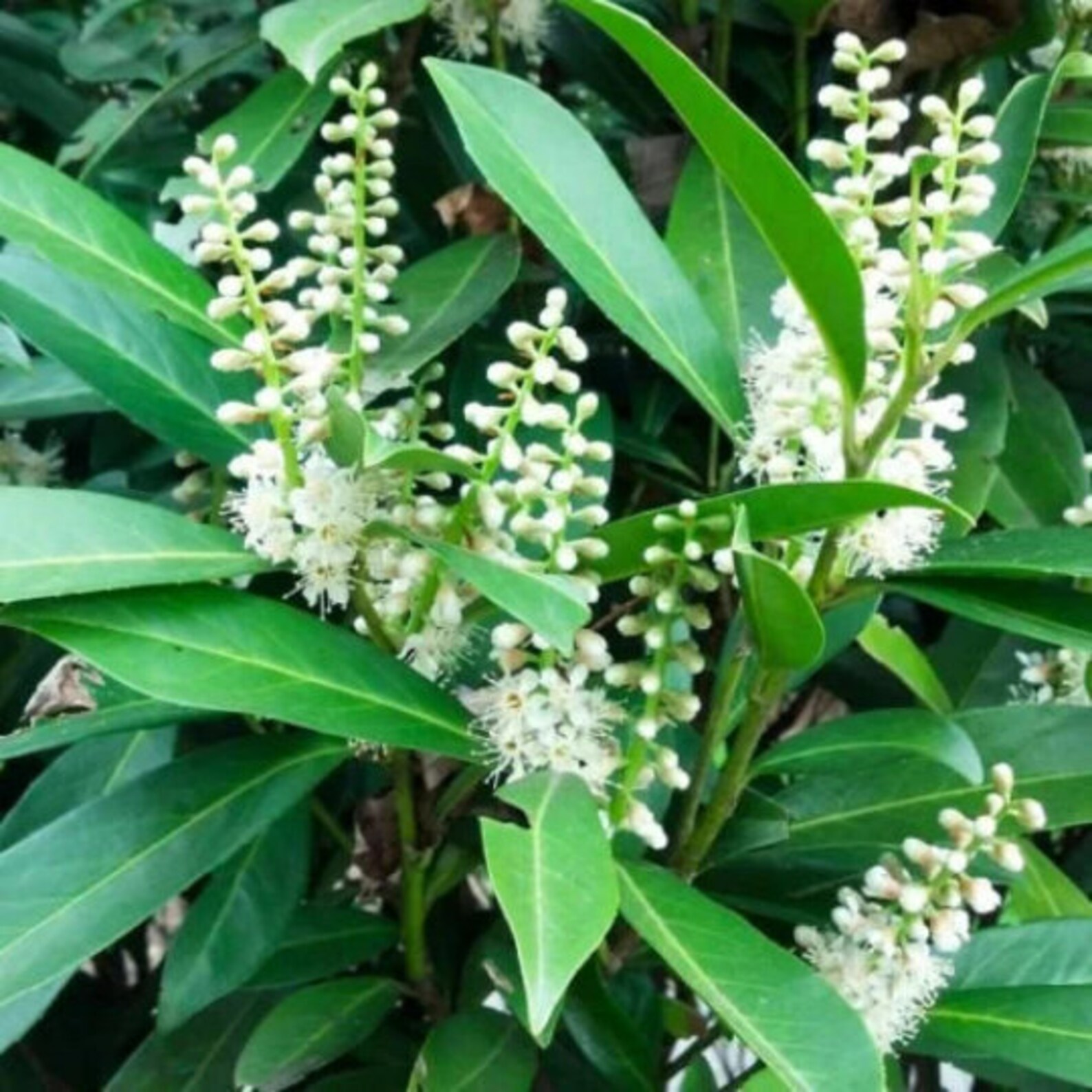 English Laurel — white flower raceme cluster