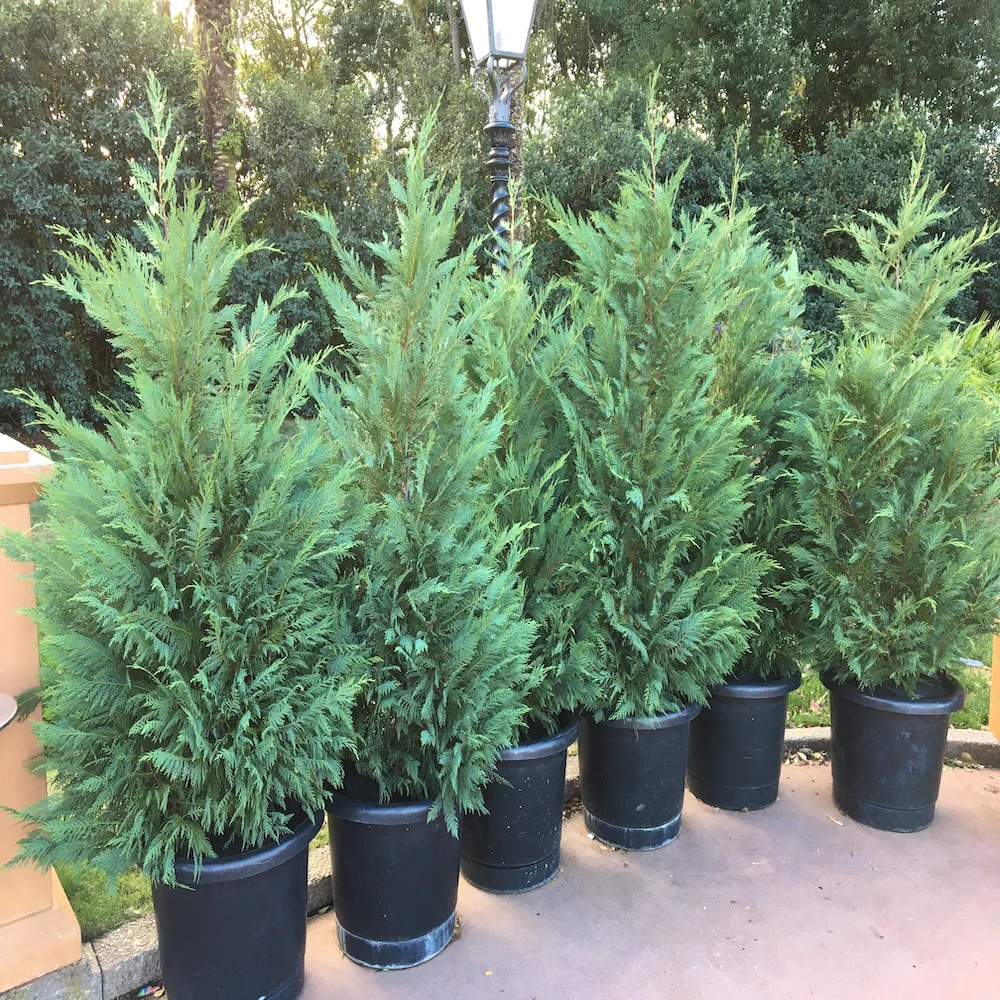 Leyland Cypress — tall privacy screen along property line