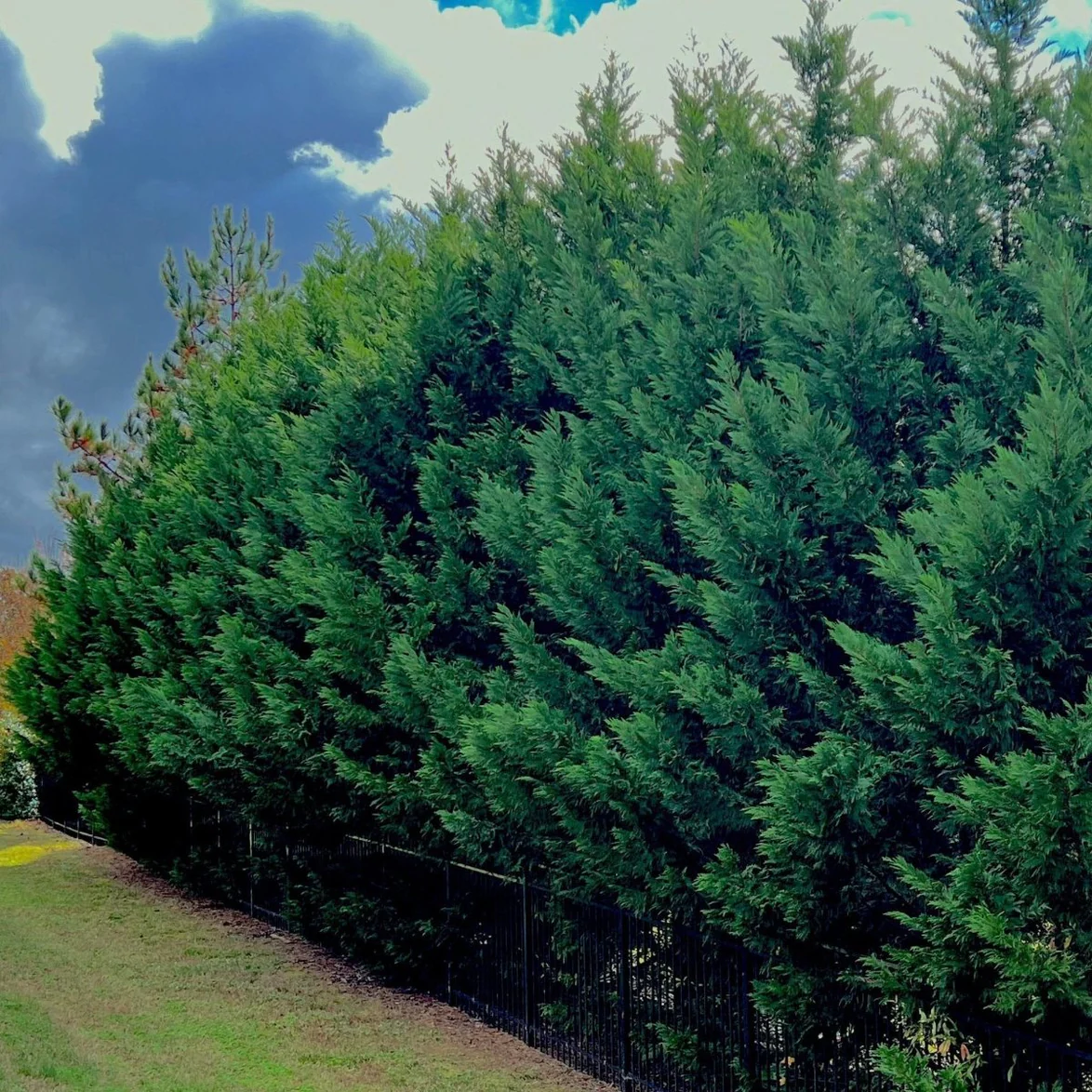 Leyland Cypress — dense screening wall at maturity