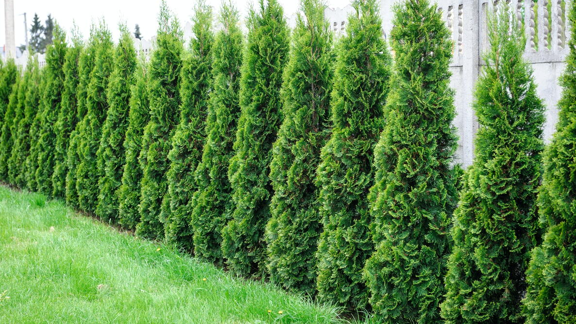 Green Giant Arborvitae