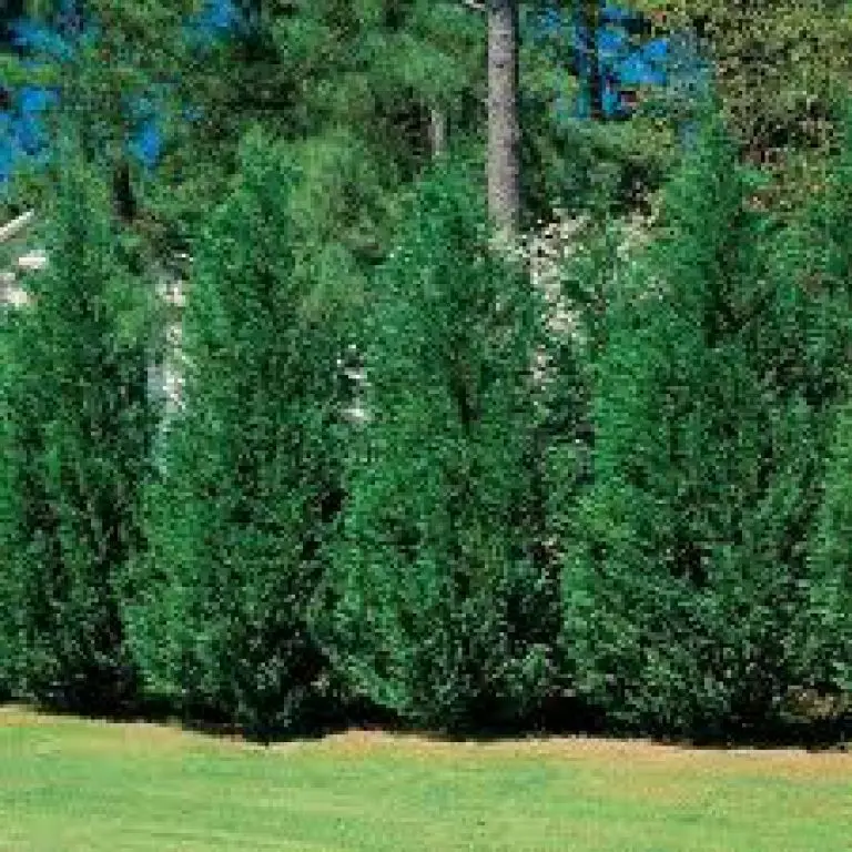 Leyland Cypress