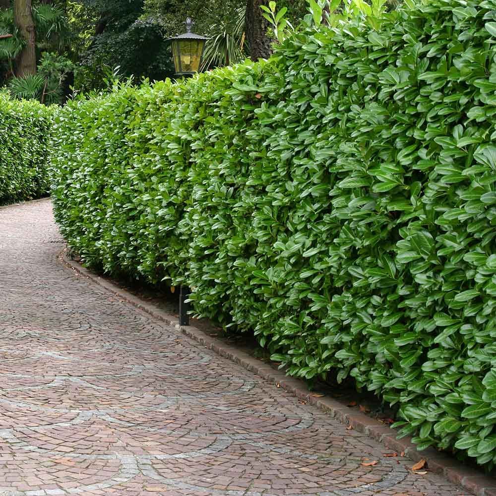 English Laurel