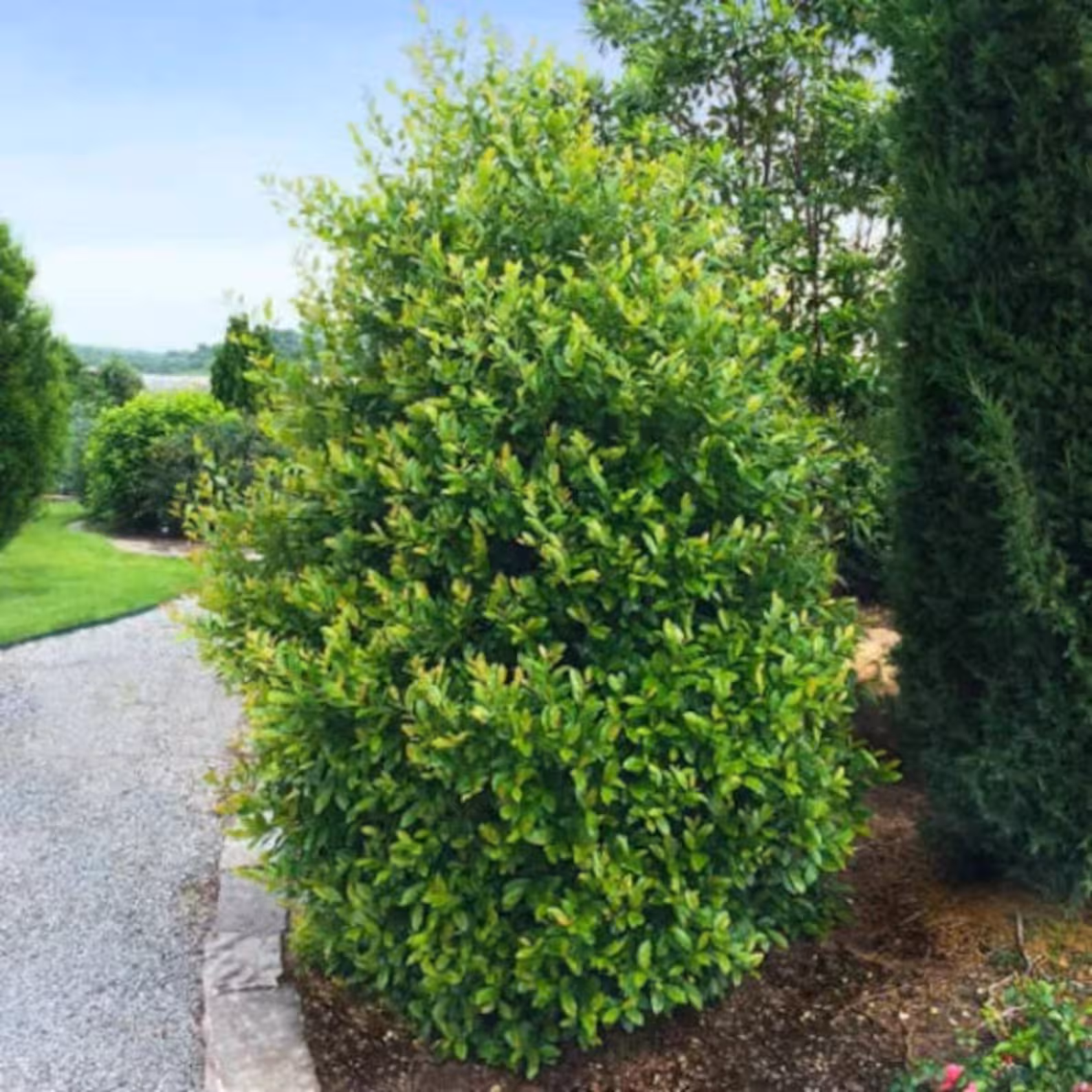 English Laurel — single tree form showing dense canopy