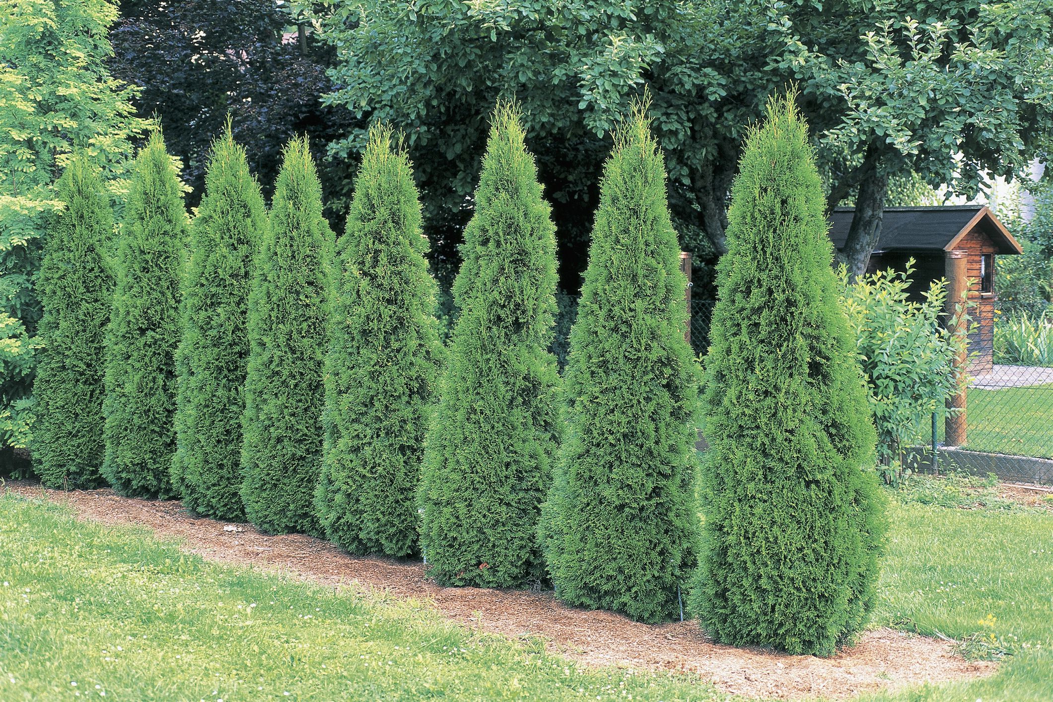 Emerald Green Arborvitae