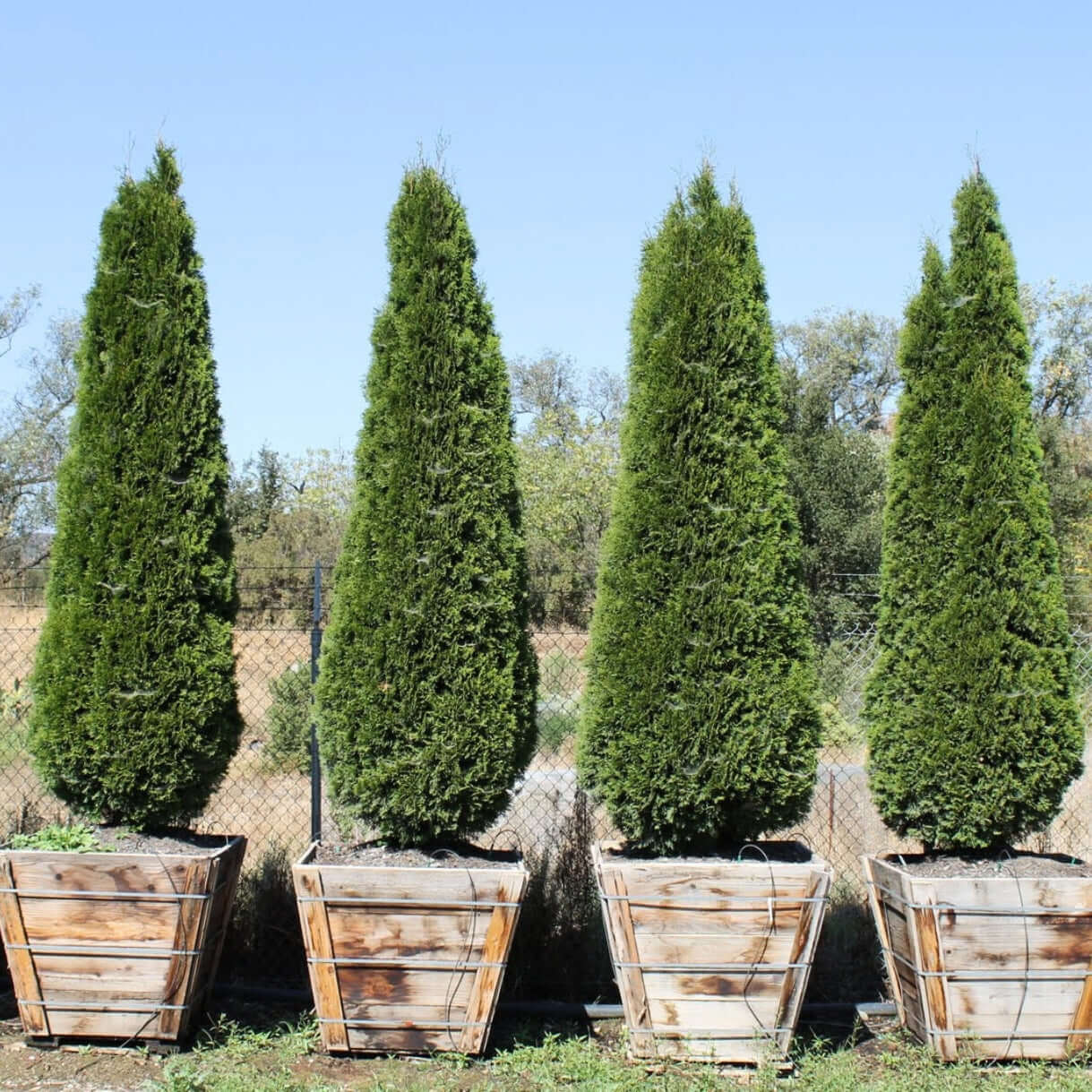 Emerald Green Arborvitae — dense emerald foliage close-up