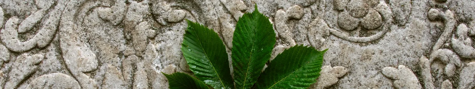 Warm stone patio surface with a single fallen leaf — natural texture detail
