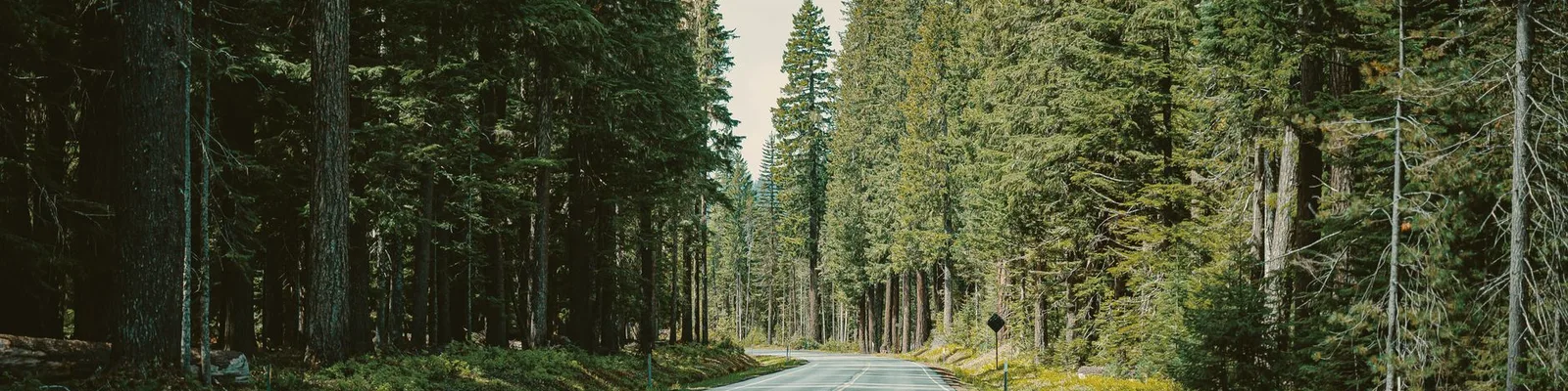 Highway cutting through Pacific Northwest evergreen forest — atmospheric, overcast sky