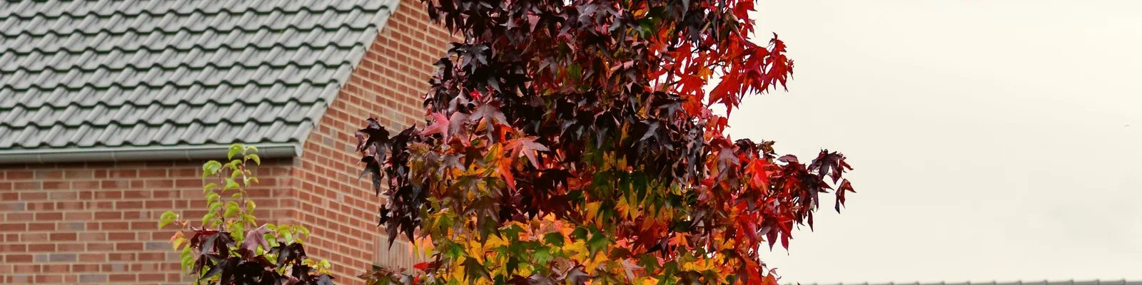 Extreme close-up of leaf veins and color gradient — precision and natural detail