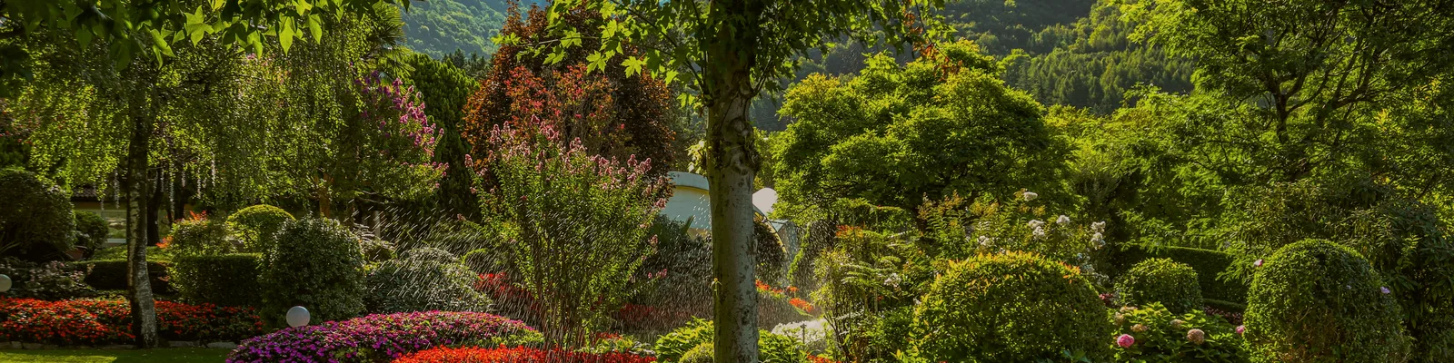 Nursery rows stretching into the distance at golden hour — warm light filtering through tree canopy