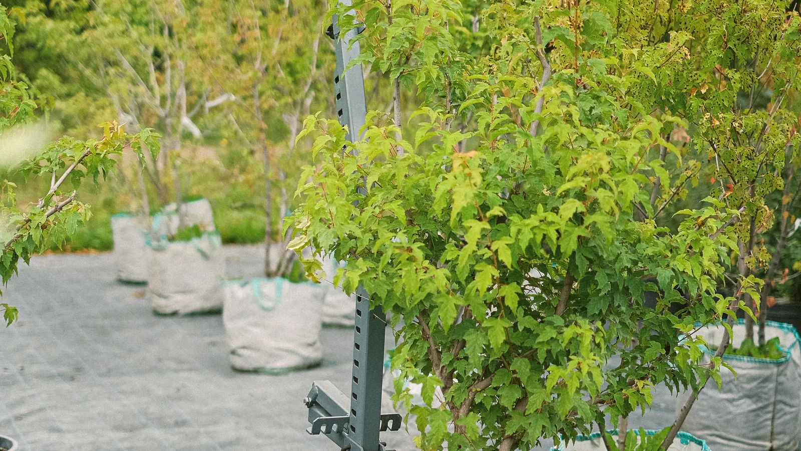 Long perspective down a nursery aisle — container trees stretching into the distance under soft morning light