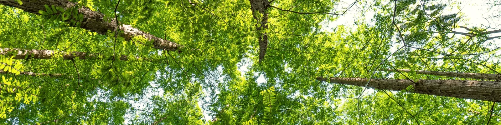 Forest canopy seen from below — golden sunlight filtering through branches toward the sky