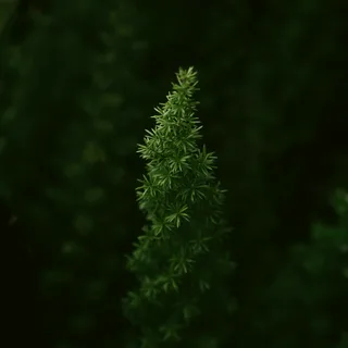 A tiny seedling pushing through soil in morning light — new growth, new beginning